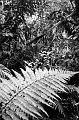 Fern leaf, forest near Franz Josef Glacier 00580027